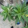 Extra large Echium Candicans - Pride of Madeira Image 3