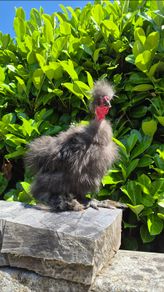 Purebred Finnish Silkie Cockerel