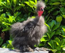 Purebred Finnish Silkie Cockerel