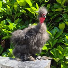 Purebred Finnish Silkie Cockerel
