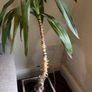 Potted plant Image 3