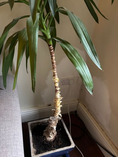Potted plant