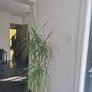 Dragon Tree Image 5
