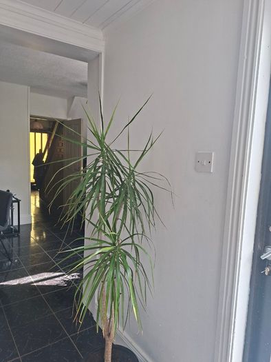 Dragon Tree