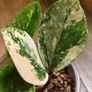 No.9 ZZ Plants Variegated Image 5