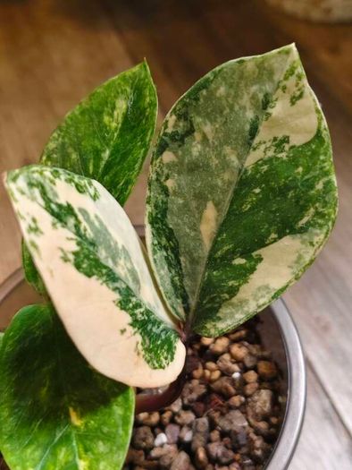 No.9 ZZ Plants Variegated