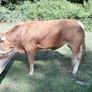 limousin  bulls Image 6