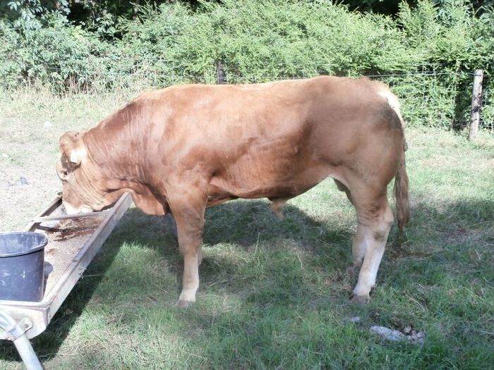 limousin  bulls