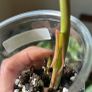 Philodendron Parasio Verde Image 3