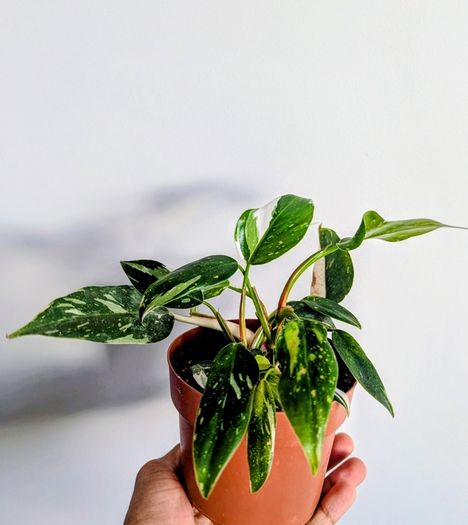 Philodendron White Princess Plant