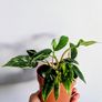Philodendron White Princess Plant Image 3