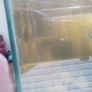 Bristle nose plecos all different ages some 3 to 7cm Image 3