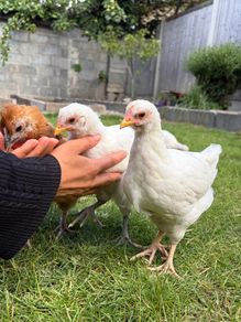Pet quality roosters and hen