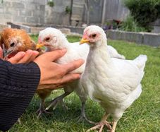 Pet quality roosters and hen