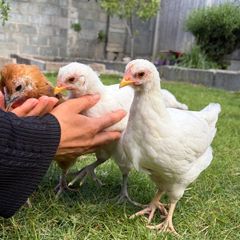 Pet quality roosters and hen