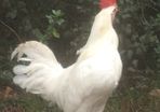 Leghorn Roosters