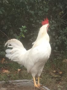 Leghorn Roosters