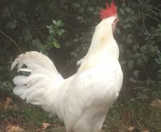 Leghorn Roosters