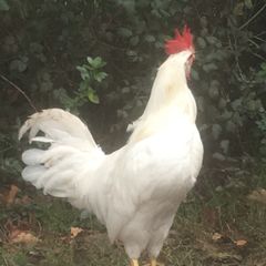 Leghorn Roosters