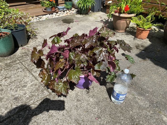 Heuchera plant