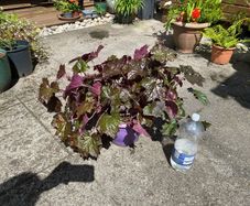 Heuchera plant