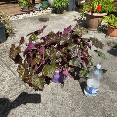 Heuchera plant