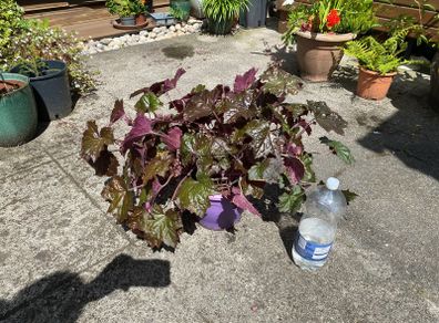 Heuchera plant