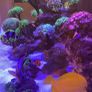 fish Image 5