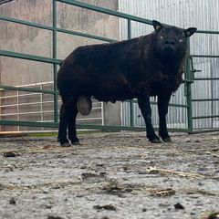 2 Super pb blue Texel hogget rams