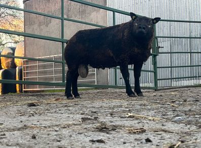2 Super pb blue Texel hogget rams