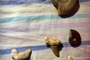 Large Polished Ammonite Fossil | Mesozoic Cephalopod Specimen also Shark Teeth Lot: Lot of 4 Fossil Shark Teeth | Ancient Mako / Sand Tiger Shark Fossils