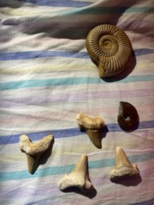Large Polished Ammonite Fossil | Mesozoic Cephalopod Specimen also Shark Teeth Lot: Lot of 4 Fossil Shark Teeth | Ancient Mako / Sand Tiger Shark Fossils