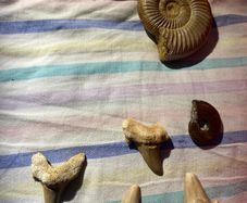Large Polished Ammonite Fossil | Mesozoic Cephalopod Specimen also Shark Teeth Lot: Lot of 4 Fossil Shark Teeth | Ancient Mako / Sand Tiger Shark Fossils