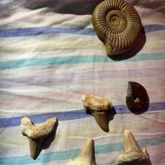 Large Polished Ammonite Fossil | Mesozoic Cephalopod Specimen also Shark Teeth Lot: Lot of 4 Fossil Shark Teeth | Ancient Mako / Sand Tiger Shark Fossils