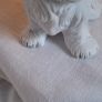 White  Ceramic West Highland  Dog Figurine Image 6