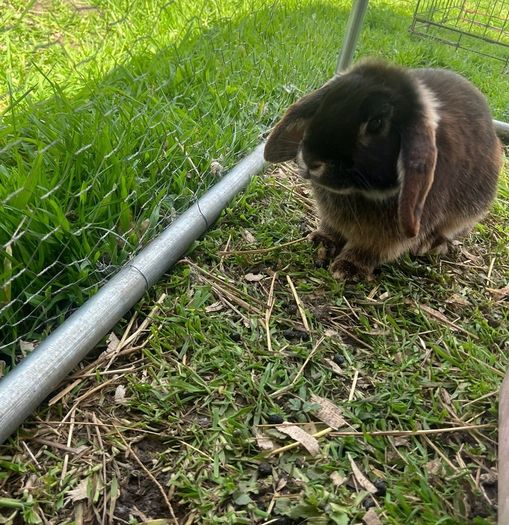 Minnie lop rabbit