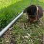 Minnie lop rabbit Image 2