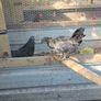 Ayam Cemani Rooster and Hens Image 6