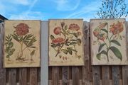 Beautiful Set of 3 Vintage Botanical Canvas Prints by Wild Apple Portfolio
