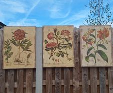 Beautiful Set of 3 Vintage Botanical Canvas Prints by Wild Apple Portfolio