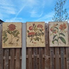Beautiful Set of 3 Vintage Botanical Canvas Prints by Wild Apple Portfolio