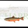 2001 Ireland Freshwater Fish Commemorative Stamp Booklet Mint Never Hinged (MNH). Photos of contents shown. Image 8