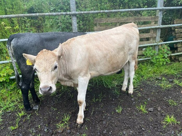 Heifers