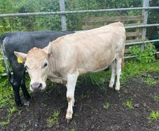Heifers