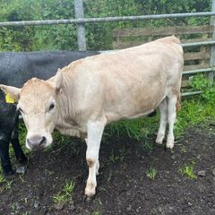 Heifers