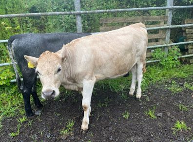 Heifers