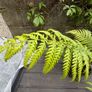 tree ferns - dicksonia antarctica Image 4