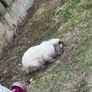 rabbit Image 4