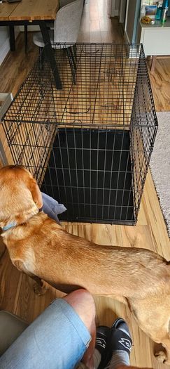 Large metal foldable black dog cage