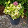 Hydrangea Image 2